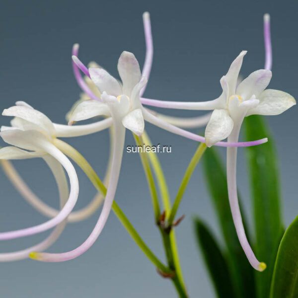 Неофинетия БэкСоль ГонДжу 백설공주 白雪公主 neofinetia Baekseolgongju