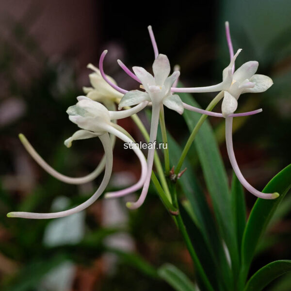 Неофинетия БэкСоль ГонДжу 백설공주 白雪公主 neofinetia Baekseolgongju