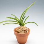 Неофинетия фалката, ванда фалката, Neofinetia falcata, vanda falcata