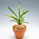 Неофинетия фалката, ванда фалката, Neofinetia falcata, vanda falcata