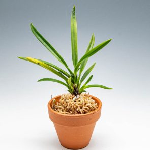 Неофинетия фалката, ванда фалката, Neofinetia falcata, vanda falcata