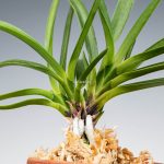 Неофинетия фалката, ванда фалката, Neofinetia falcata, vanda falcata