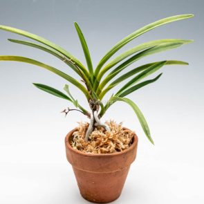 Неофинетия фалката, ванда фалката, Neofinetia falcata, vanda falcata