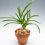 Неофинетия фалката, ванда фалката, Neofinetia falcata, vanda falcata