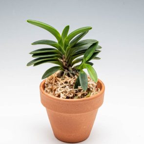 КАСЭН 화천 華泉 neofinetia Kasen