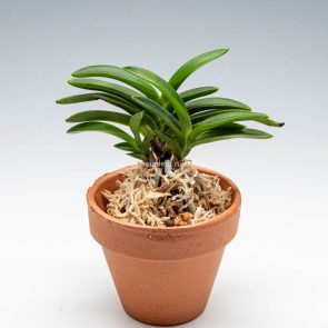 КАСЭН 화천 華泉 neofinetia Kasen