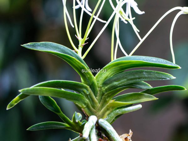 Усивакамару 우약환 牛若丸 Ushiwakamaru