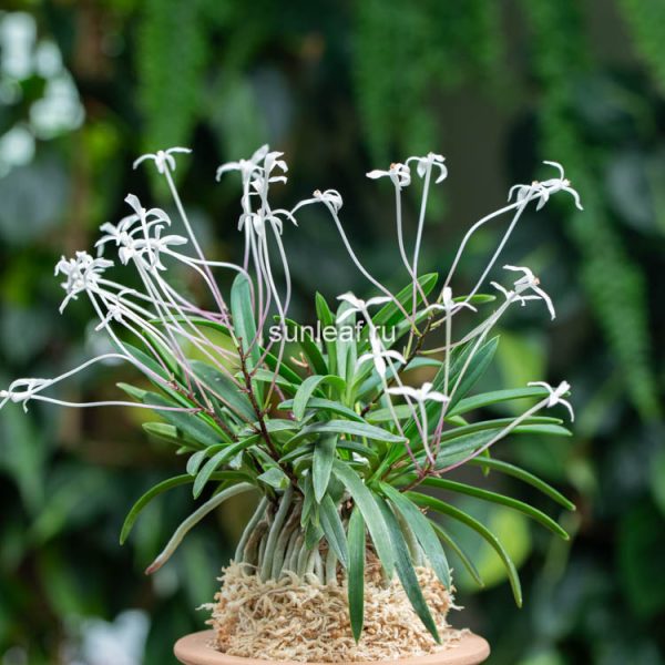 неофинетия коя но хана 고야지화 高野の華 Kouya no Hana