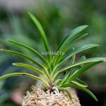 неофинетия Rain no Hikari