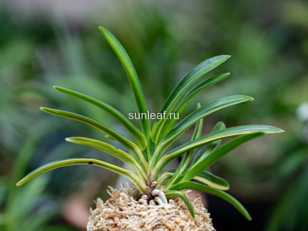 неофинетия Rain no Hikari