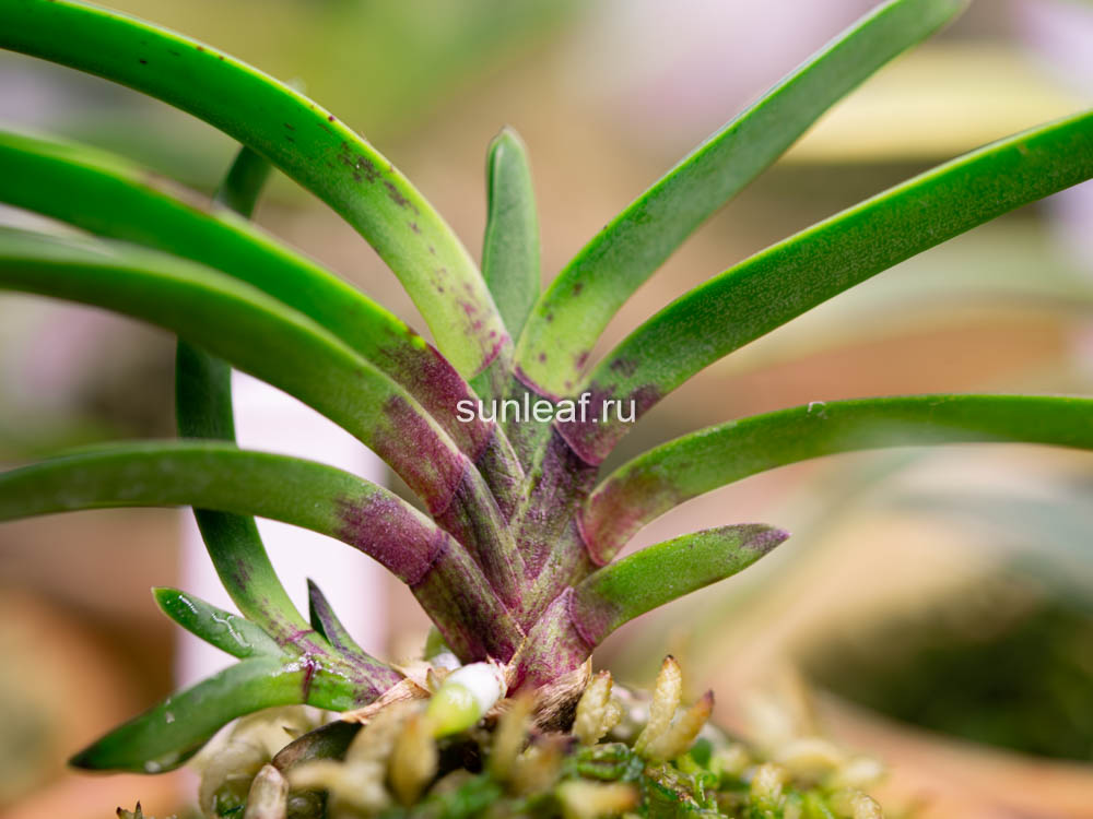 Неофинетия, ванда фалката Фукиран Хокан