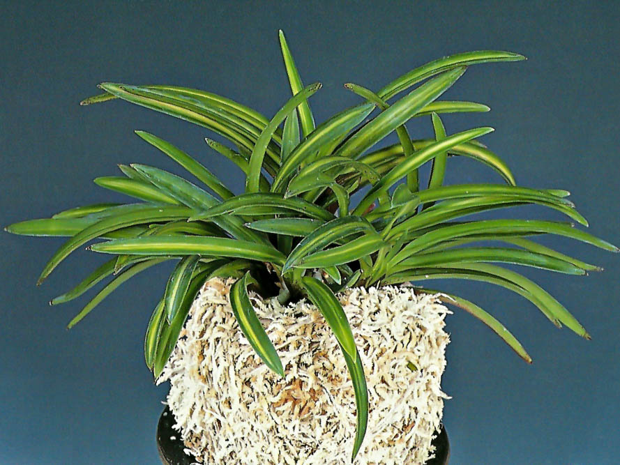 neofinetia ОТОРИ (ХО) 鳳 봉 Otori (Ho)