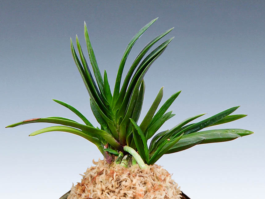 Бусан / Пусан 부산 浮山 Busan