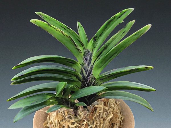 ЧОКБЁК 적벽 赤壁 neofinetia Jeokbyeok