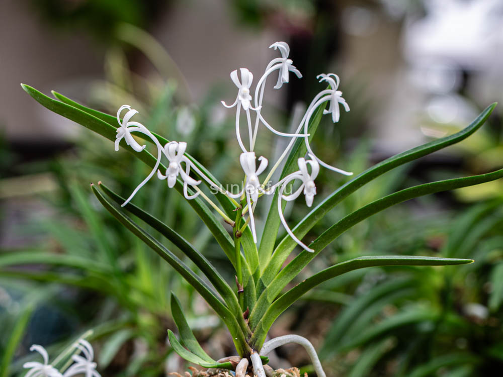 CУРУГА БОТАН 駿河牡丹 준하모단 neofinetia Surugabotan