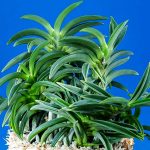 неофинетия БЕНТЭН 변천 弁天 neofinetia Benten