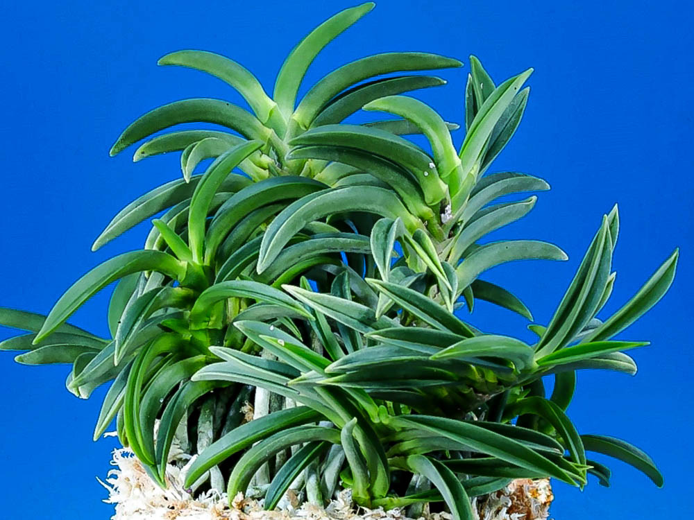 неофинетия БЕНТЭН 변천 弁天 neofinetia Benten