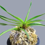 неофинетия Курама Носи 鞍馬熨斗 안마울두 neofinetia Kurama noshi