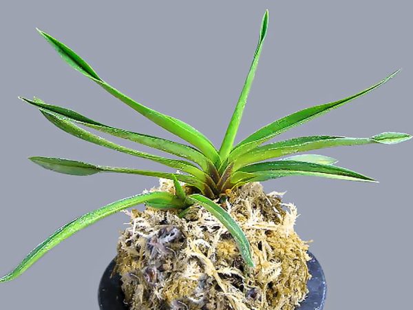 неофинетия Курама Носи 鞍馬熨斗 안마울두 neofinetia Kurama noshi