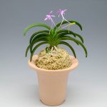 неофинетия Дэхонхё 대홍해 大紅海 neofinetia Daehonghae