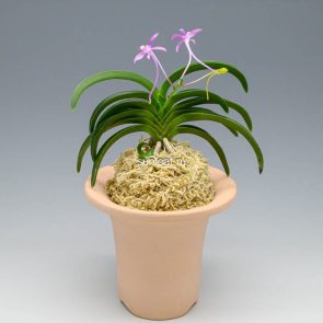 неофинетия Дэхонхё 대홍해 大紅海 neofinetia Daehonghae