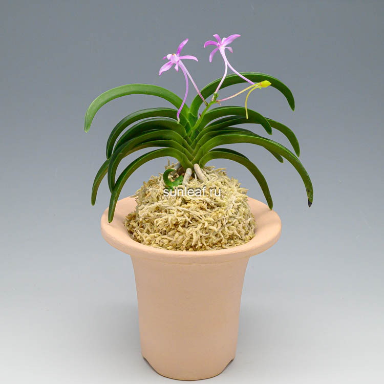 neofinetia-Daehonghae неофинетия Дэхонхё 대홍해 大紅海 neofinetia Daehonghae