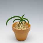 neofinetia-Daehonghae