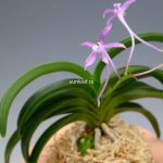 Дэхонхё 대홍해 大紅海 neofinetia Daehonghae — изображение 2