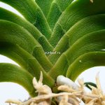 Дэхонхё 대홍해 大紅海 neofinetia Daehonghae — изображение 3