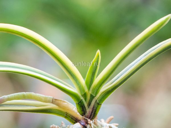 МАНГЭЦУ 富貴蘭 満月 만월 neofinetia Mangetsu