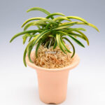 neofinetia-Daeho-Onamisekai-Tora