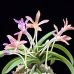 Неофинетия Дэпунгхэ 대풍해 大楓海 neofinetia Daepunghae (Onamiseikai Benikaedae)