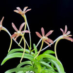 Неофинетия Дэпунгхэ 대풍해 大楓海 neofinetia Daepunghae (Onamiseikai Benikaedae) — изображение 2