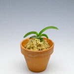 neofinetia-Daepunghae