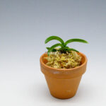 neofinetia-Daepunghae