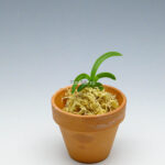 neofinetia-Daepunghae