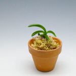 neofinetia-Daepunghae