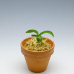 neofinetia-Daepunghae