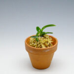 neofinetia-Daepunghae