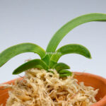 neofinetia-Daepunghae