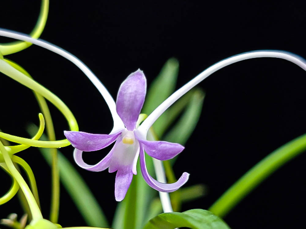 Неофинтия ХонДжиЁн홍지연 紅池淵 neofinetia Hongjiyeon