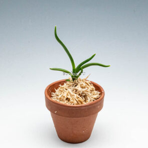 Неофинтия ХонДжиЁн홍지연 紅池淵 neofinetia Hongjiyeon