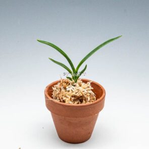 Неофинтия ХонДжиЁн홍지연 紅池淵 neofinetia Hongjiyeon