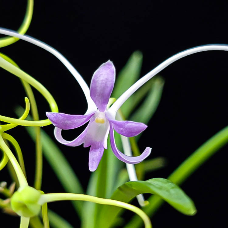 neofinetia-Hongjiyeon Неофинтия ХонДжиЁн홍지연 紅池淵 neofinetia Hongjiyeon