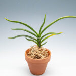 neofinetia-Hwangjiyeon