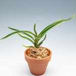 neofinetia-Hwangjiyeon