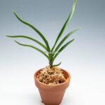 neofinetia-Hwangjiyeon