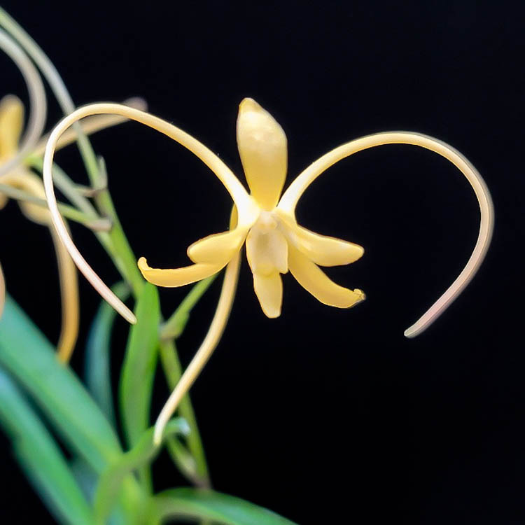 neofinetia-Hwangjiyeon Неофинетия Хванъджиён 황지연 黃池淵 neofinetia Hwangjiyeon