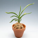 neofinetia-Hwangjiyeon