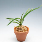 neofinetia-Hwangjiyeon